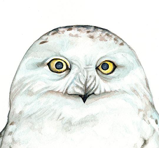 Snowy Owl - 18x18 Pillow Cover